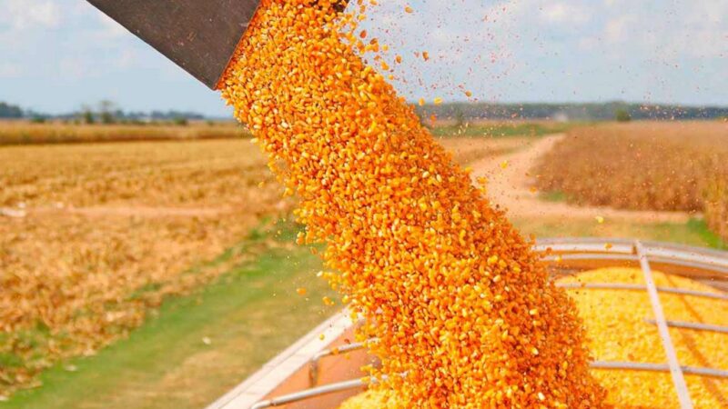 La cosecha de soja de Brasil en 2023/24 alcanza el 84%, según AgRural