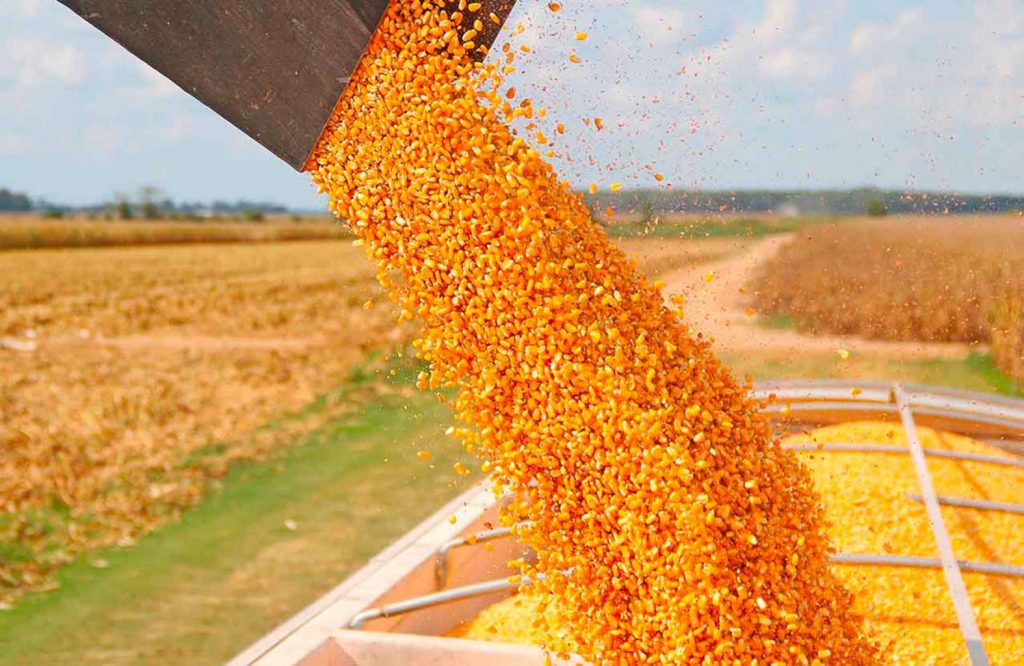 La cosecha de soja de Brasil en 2023/24 alcanza el 84%, según AgRural
