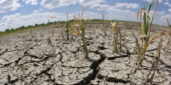 Una sequía dramática, los productores prevén graves pérdidas