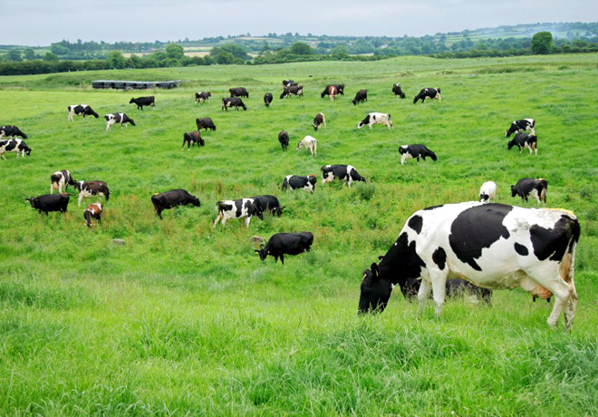 4% aumento la faena de bovinos en setiembre