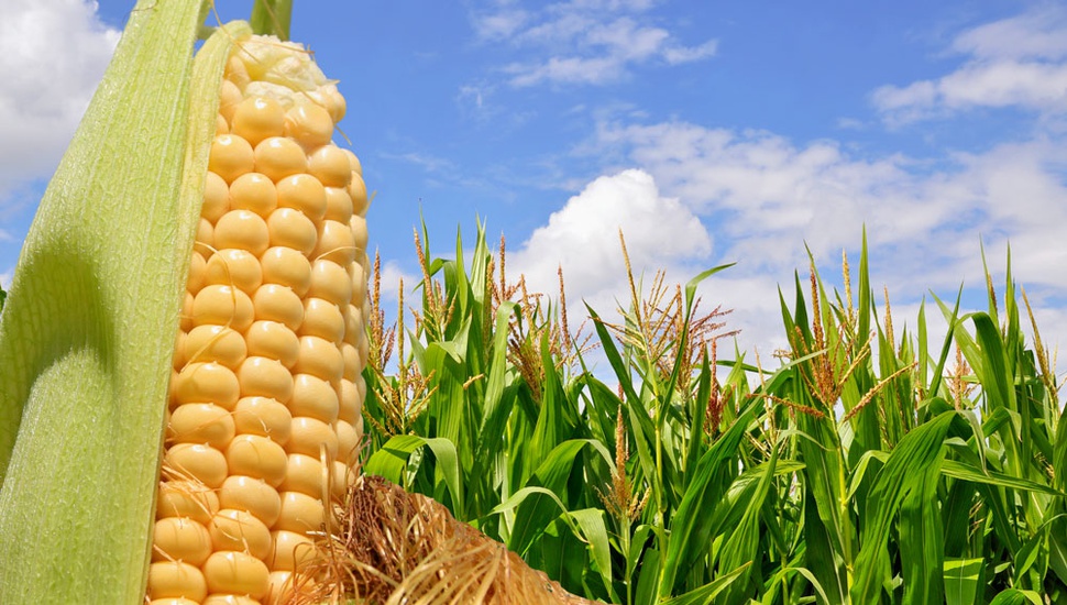 China importó más de 1 millón de toneladas de maíz en septiembre
