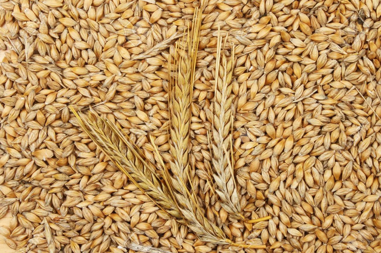 Mercado de Granos: soja, trigo y maíz
