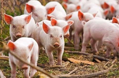 China retirará aranceles a algunos tipos de soja y carne de cerdo de EEUU