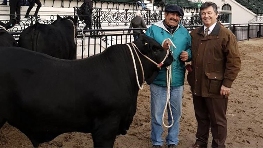 Ingresó «Apolo» el primer toro de la Rural de Palermo