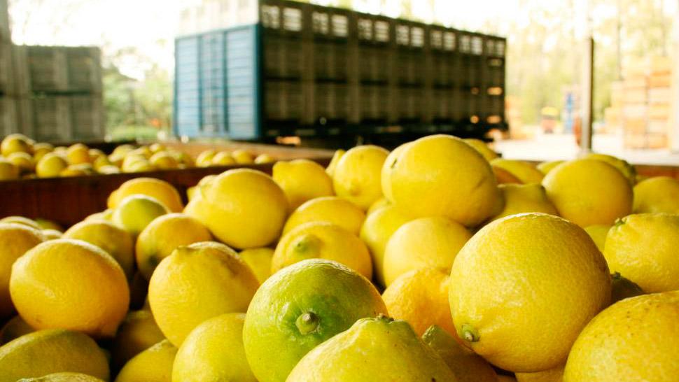 Argentina exportó 24 toneladas de limones a la India
