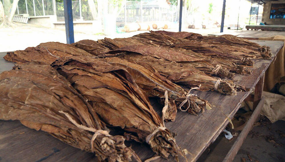 Agricultura otorga a cinco tabacaleras la exportación de 10.750 toneladas a EEUU