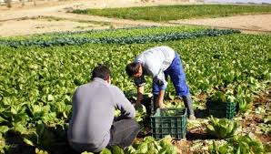 Presidente de Federación Agraria reclama «tratamiento diferenciado» para pequeños productores