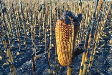 Un incendio intencional afectó 35 hectáreas de maíz y trigo