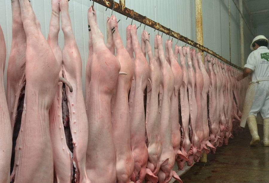 Inversiones chinas para la producción de carne de cerdo en Argentina