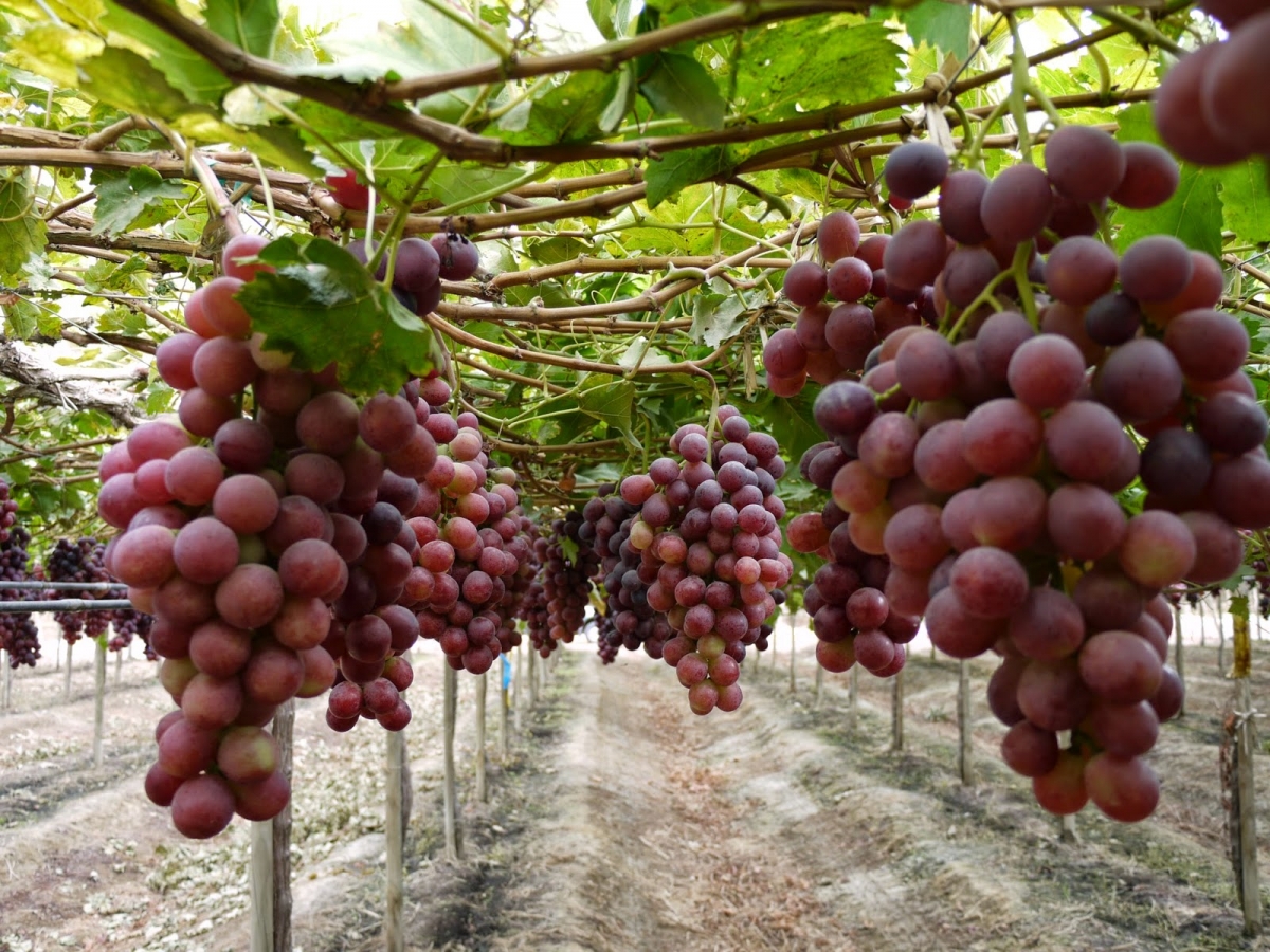 Crean un fondo para el desarrollo del turismo en zonas vitivinícolas