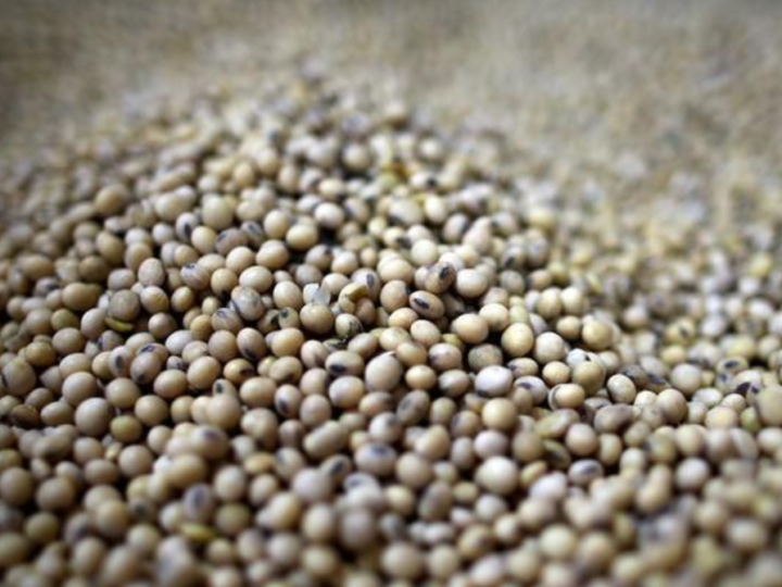 China amplía las autorizaciones para la soja y el maíz modificados genéticamente