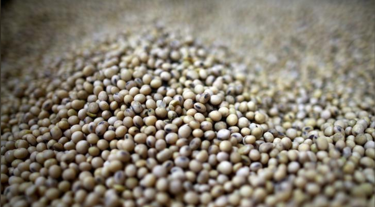 USDA redujo su estimación de stocks globales de soja