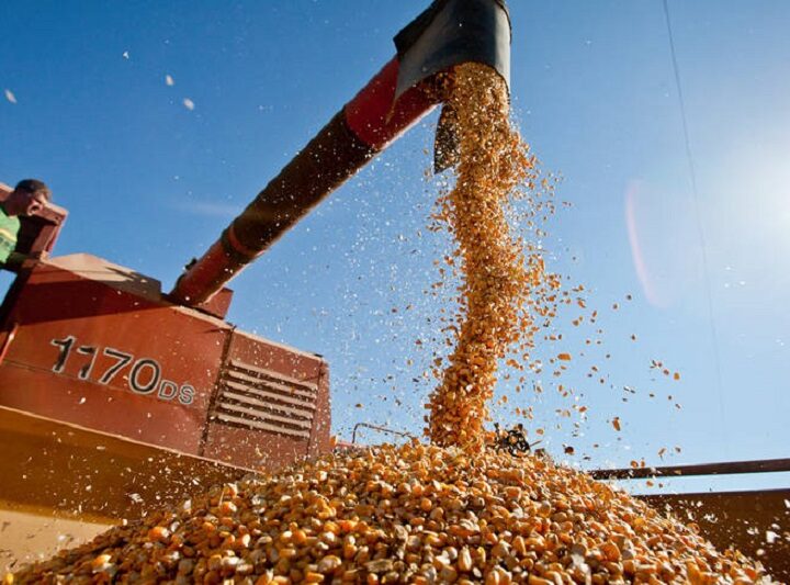 Exportación de maíz suspendida hasta marzo
