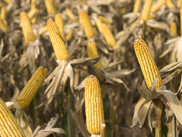 Brasil puede desbancar definitivamente a EE.UU. como mayor exportador mundial de maíz