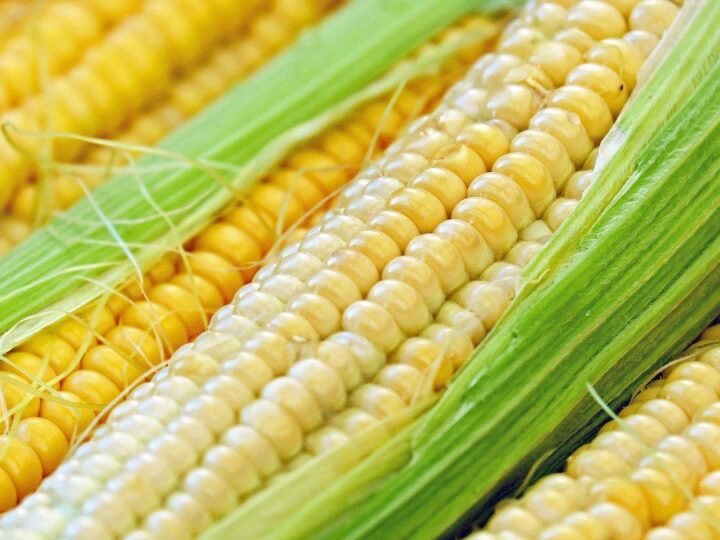 Los agricultores brasileños recogen el 36% de la segunda cosecha de maíz de 2023