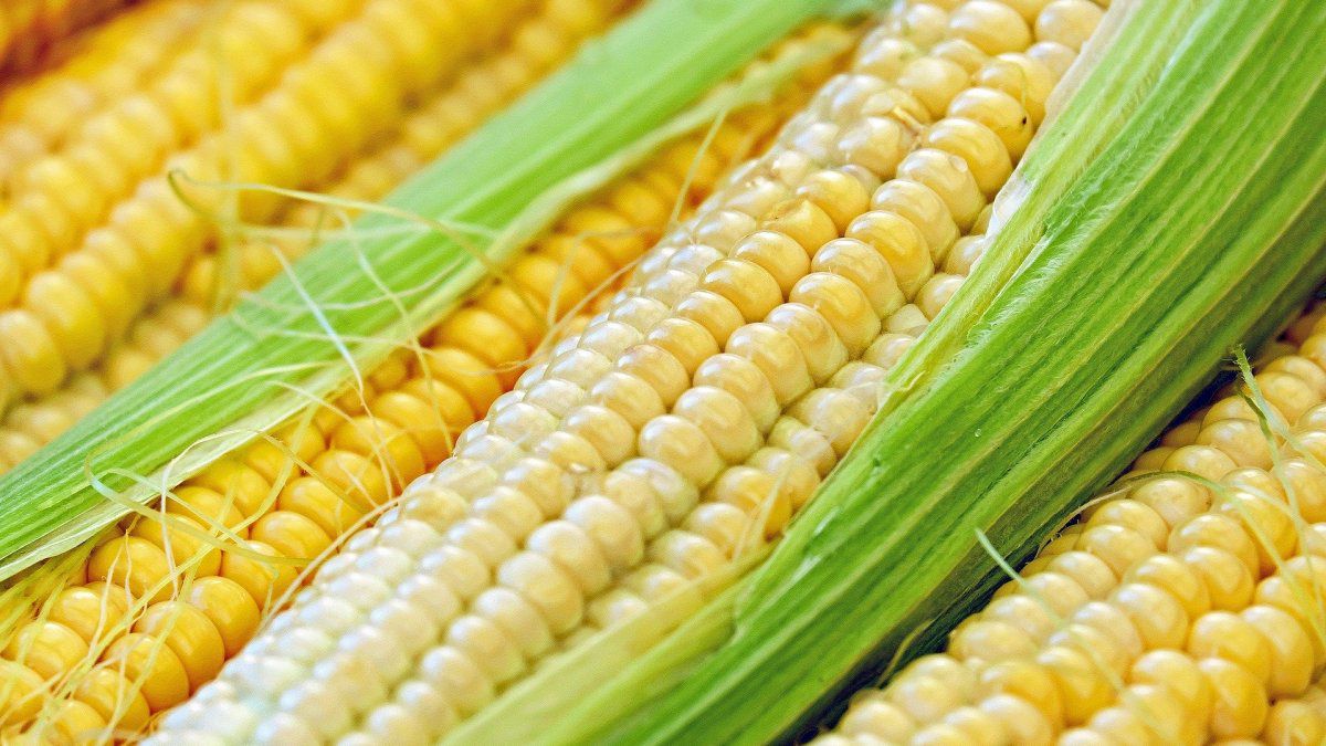 El tope a la exportación de maíz podría extender el paro del campo