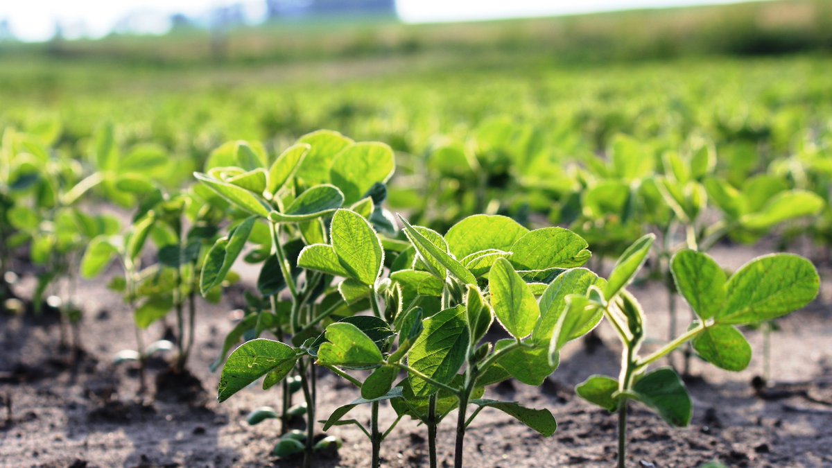 USDA redujo la estimación de soja argentina a 47,5 M