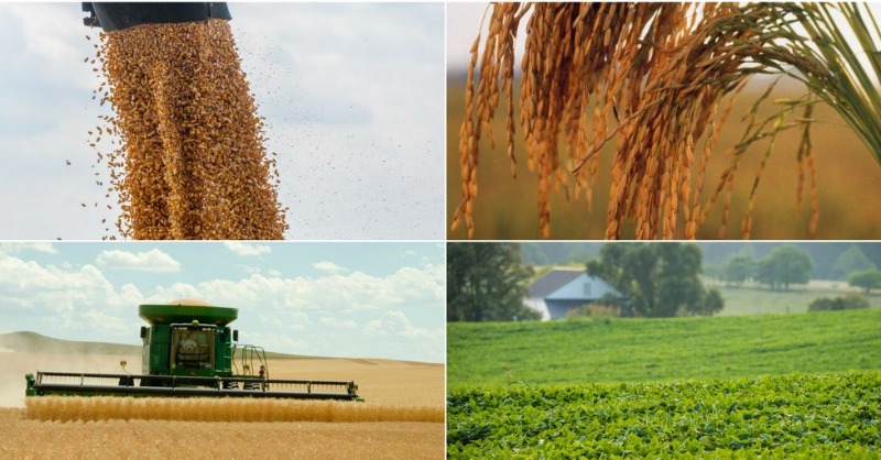 USDA redujo la estimación de producción de maíz