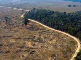 Deforestación de Amazonas: La UE reitera su voluntad de abordar la problemática