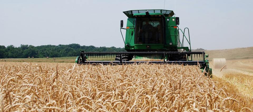 Futuros del trigo caen por cuarto día consecutivo; maíz y soja se mantienen firmes