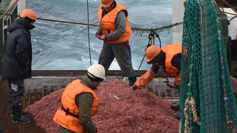 Minoristas y supermercados «saquean» la Antártida con la venta de krill