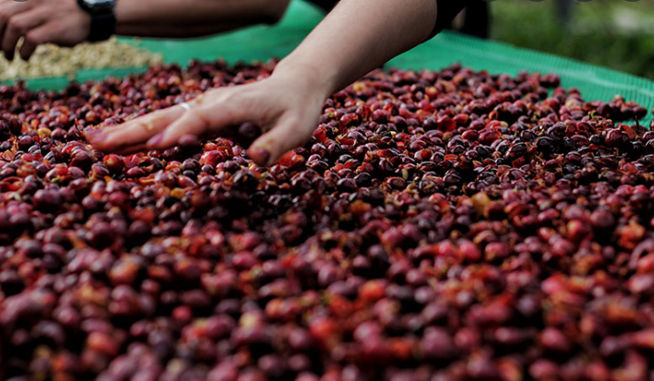 Exportaciones brasileñas de café verde se desploman un 35,8% en febrero, según Cecafé