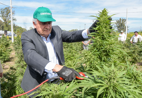 Argentina habilita su primera planta de producción de cannabis medicinal