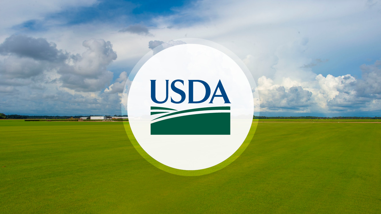 Soja y maíz: USDA aplicó una reducción en la previsión de cosechas