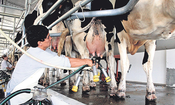 La industria láctea reclama medidas para crisis del sector