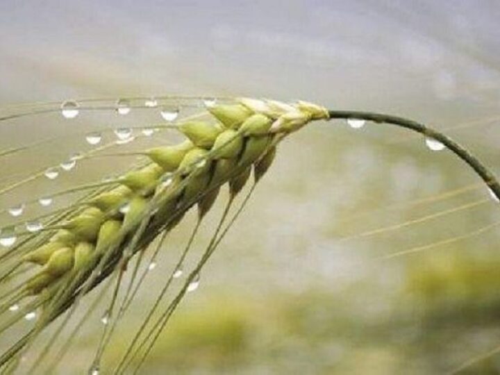 Mejoran las perspectivas agrícolas con la llegada de nuevas lluvias