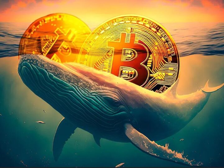 Ballenas aumentaron tenencias de bitcoin