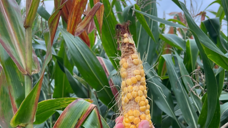 Fuerte recorte de la cosecha de maíz a causa de la chicharrita